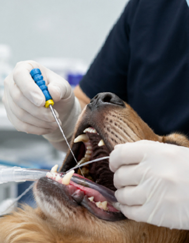 Veterinary treatment