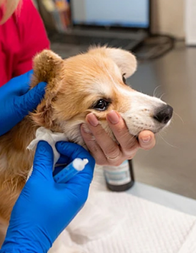 Veterinary treatment