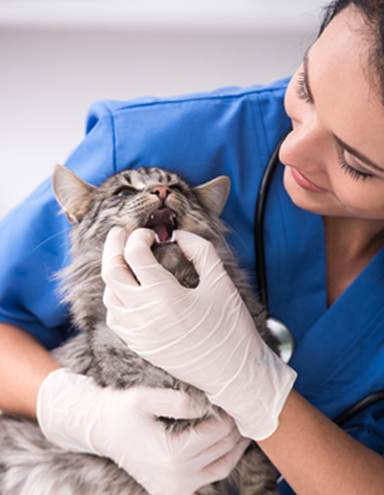 Veterinary treatment